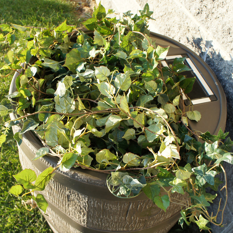 top of brown rain barrel with planter with plant