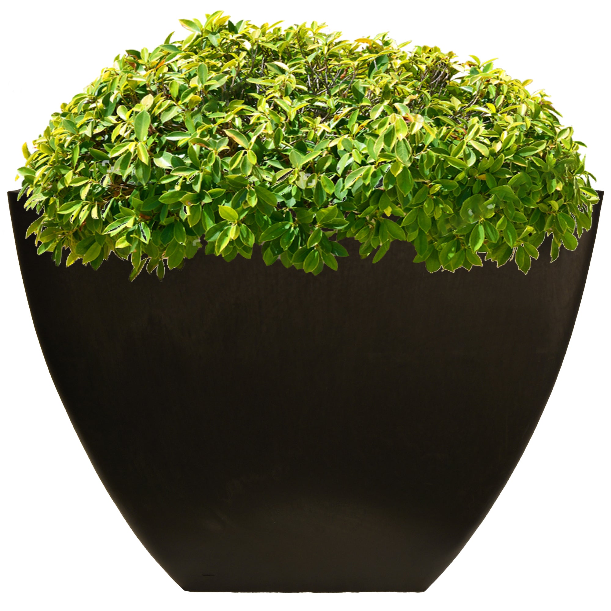 16 inch square planter in graphite with green plant inside on a white background