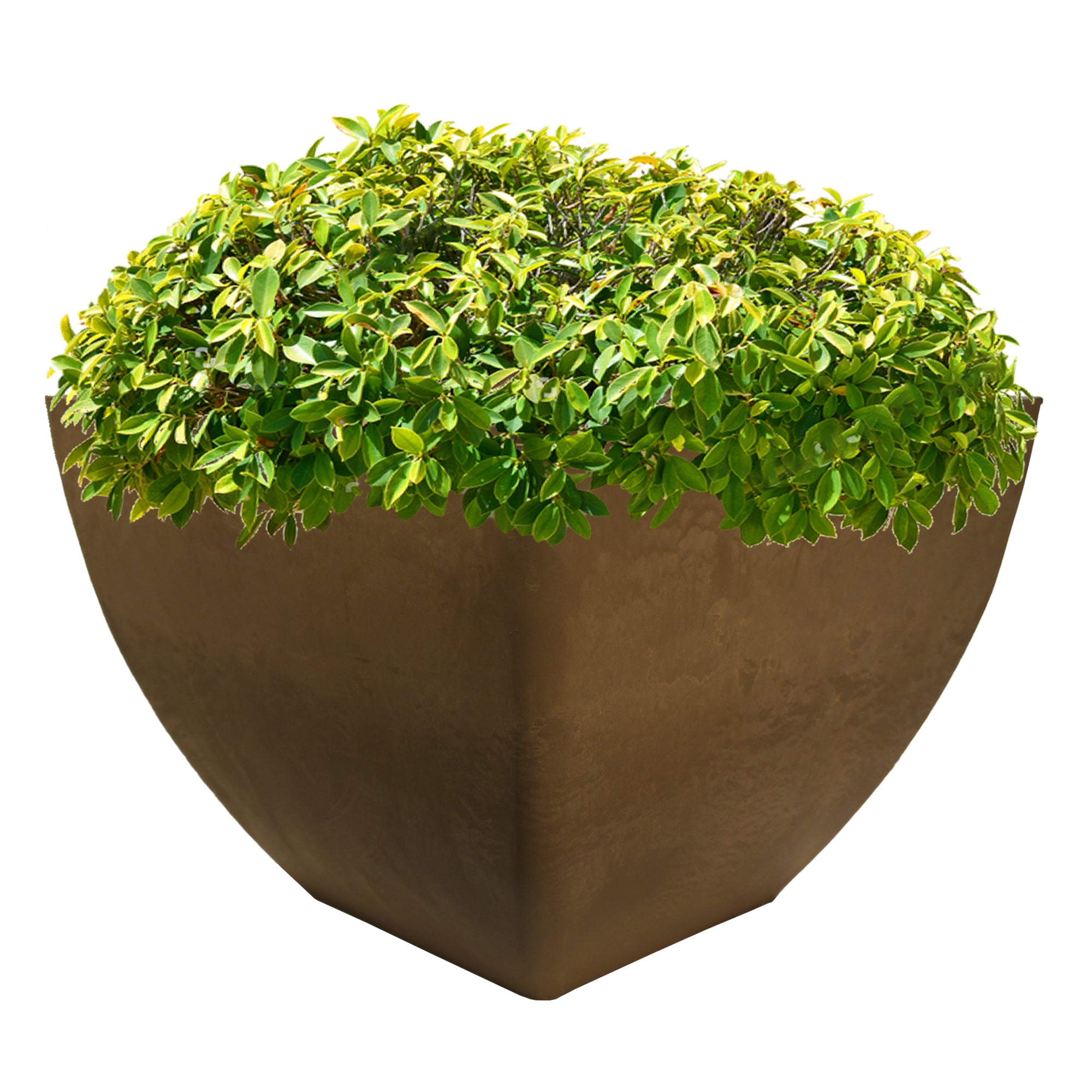 20 inch square planter in oak with green plant inside on a white background